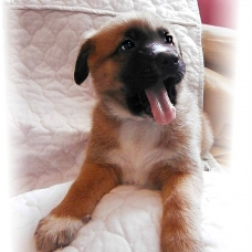 Image pour l'annonce chiots d'apparence malinois