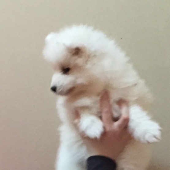 Image pour l'annonce Chiot Samoyède inscrit au LOF