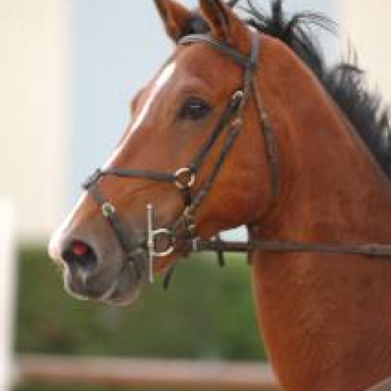 Image pour l'annonce Cheval selle français