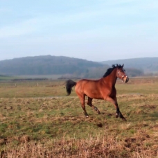 Image pour l'annonce Cheval selle français