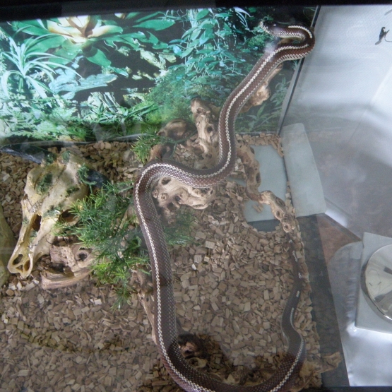 Image pour l'annonce Vends serpent roi de californie + terratium