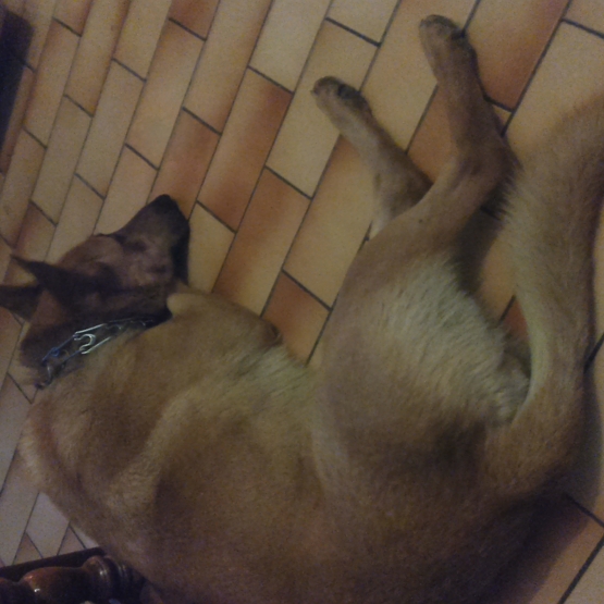 Image pour l'annonce Donne Berger allemand croisé malinois