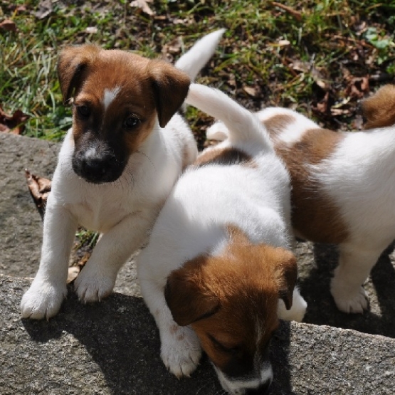 Image pour l'annonce chiots d'apparence Fox Terrier Poil lisse non LOF