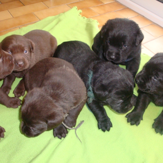 Image pour l'annonce Magnifiques labradors LOF chocolats et noirs