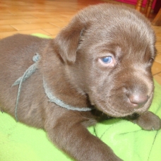 Image pour l'annonce Magnifiques labradors LOF chocolats et noirs