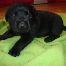 Image pour l'annonce Magnifiques labradors LOF chocolats et noirs