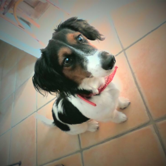 Image pour l'annonce Vend Jack Russel croisé Cavalier King Charles