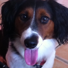 Image pour l'annonce Vend Jack Russel croisé Cavalier King Charles