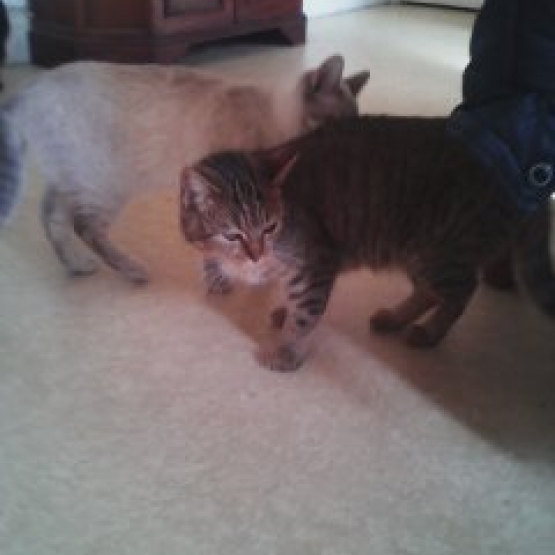 Image pour l'annonce don chatte