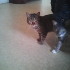 Image pour l'annonce don chatte