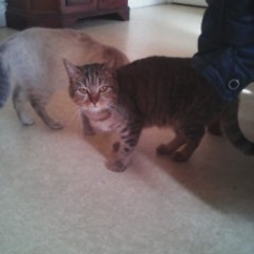 Image pour l'annonce don chatte