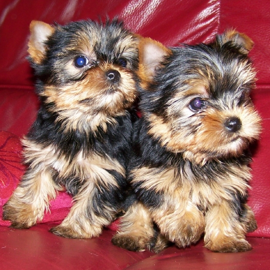 Image pour l'annonce Vends Chiots d'apparence Yorkshire Terrier : 2 mâles - femelles 3