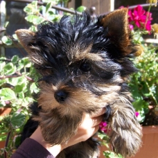 Image pour l'annonce Vends Chiots d'apparence Yorkshire Terrier : 2 mâles - femelles 3