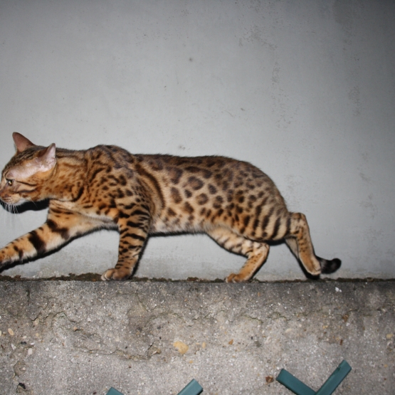 Image pour l'annonce Saillie Gratuite Bengal