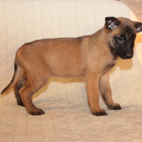 Image pour l'annonce Superbes chiots Bergers Belges Malinois LOF: