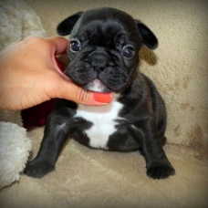 Image pour l'annonce Magnifiques chiots bouledogue français