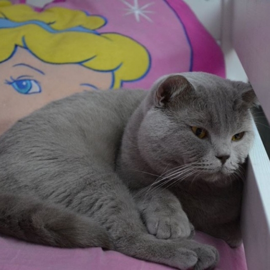 Image pour l'annonce A réservez chatons british LOOF