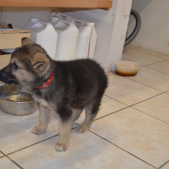 Image pour l'annonce 5 chiots croisés Berger Allemand / Malinois