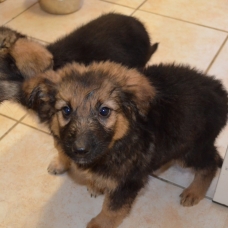 Image pour l'annonce 5 chiots croisés Berger Allemand / Malinois
