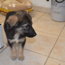 Image pour l'annonce 5 chiots croisés Berger Allemand / Malinois