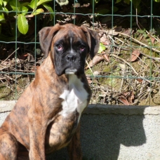 Image pour l'annonce VENDS CHIOTS BOXERS LOF