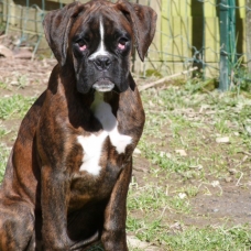 Image pour l'annonce VENDS CHIOTS BOXERS LOF