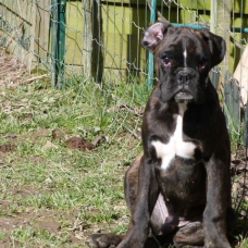 Image pour l'annonce VENDS CHIOTS BOXERS LOF