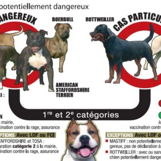 Image pour l'annonce Attestation d'aptitude - Permis de détention