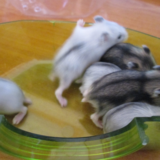 Image pour l'annonce Vends Bébés Hamster Russe