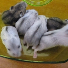 Image pour l'annonce Vends Bébés Hamster Russe