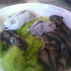 Image pour l'annonce Vends Bébés Hamster Russe