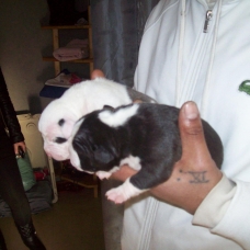 Image pour l'annonce AMERICAN BULLY LOUIS HOUSE'S KENNEL présente