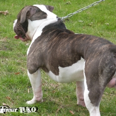 Image pour l'annonce AMERICAN BULLY LOUIS HOUSE'S KENNEL présente