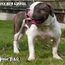 Image pour l'annonce AMERICAN BULLY LOUIS HOUSE'S KENNEL présente