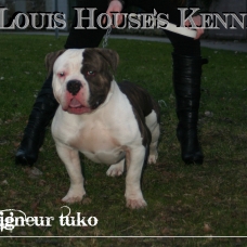 Image pour l'annonce AMERICAN BULLY LOUIS HOUSE'S KENNEL présente
