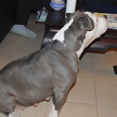 Image pour l'annonce AMERICAN BULLY LOUIS HOUSE'S KENNEL présente