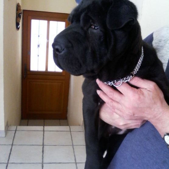 Image pour l'annonce URGENT PRIX MINI magnifique chiot sharpei brush coat