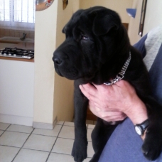 Image pour l'annonce URGENT PRIX MINI magnifique chiot sharpei brush coat