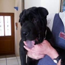 Image pour l'annonce URGENT PRIX MINI magnifique chiot sharpei brush coat