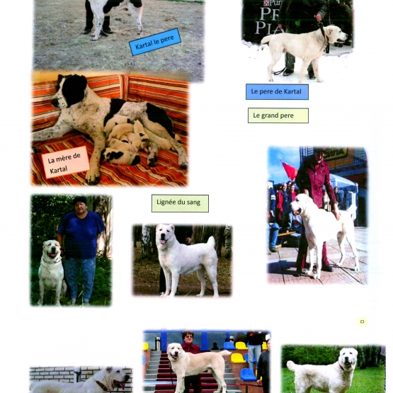 Image pour l'annonce Chiots Berger d'Asie Central