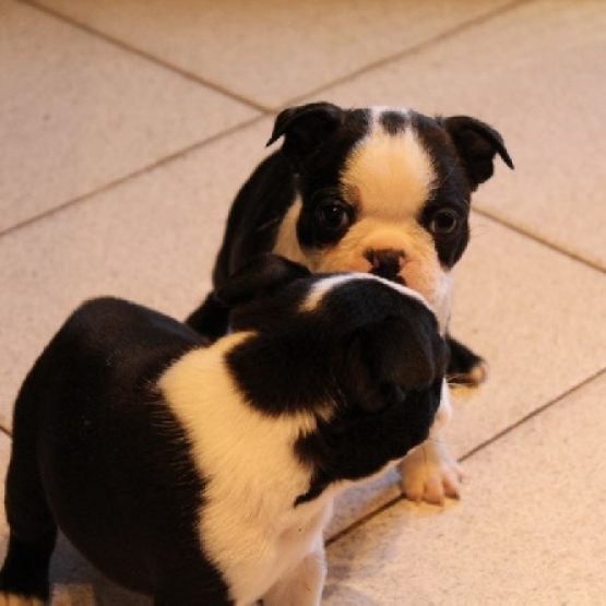 Image pour l'annonce Bébés boston terrier