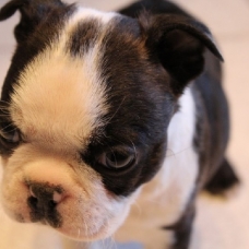 Image pour l'annonce Bébés boston terrier