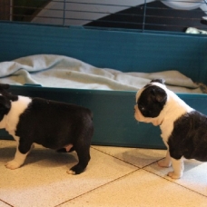 Image pour l'annonce Bébés boston terrier