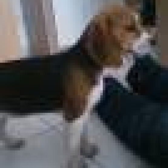 Image pour l'annonce CHIOT FEMELLE BEAGLE NON LOF
