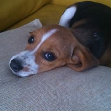 Image pour l'annonce CHIOT FEMELLE BEAGLE NON LOF