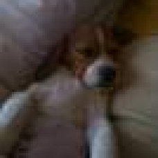 Image pour l'annonce CHIOT FEMELLE BEAGLE NON LOF