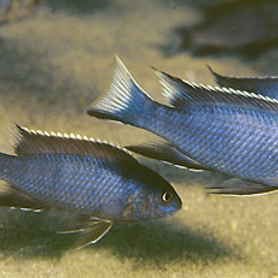 Image pour l'annonce poisson chiclidés