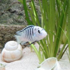 Image pour l'annonce poisson chiclidés