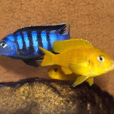 Image pour l'annonce poisson chiclidés