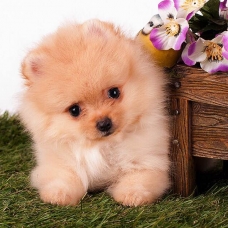 Image pour l'annonce Chiot Spitz Pomeranien Femelle